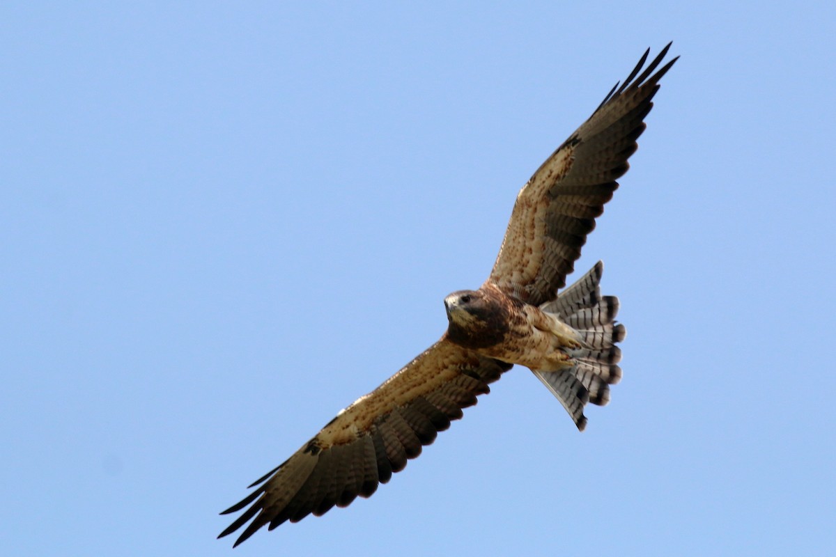 Swainson's Hawk - ML129165511