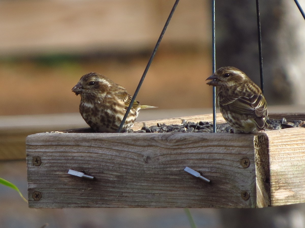 Purple Finch - Joel Martin