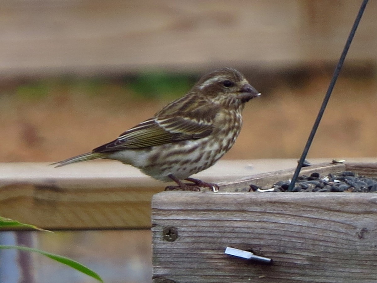 Purple Finch - ML129166871