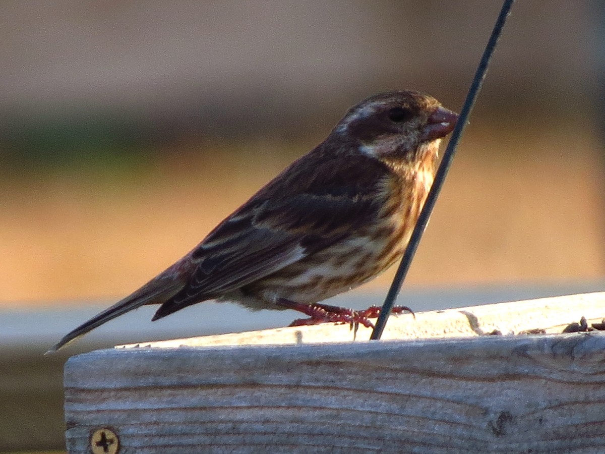 Purple Finch - Joel Martin