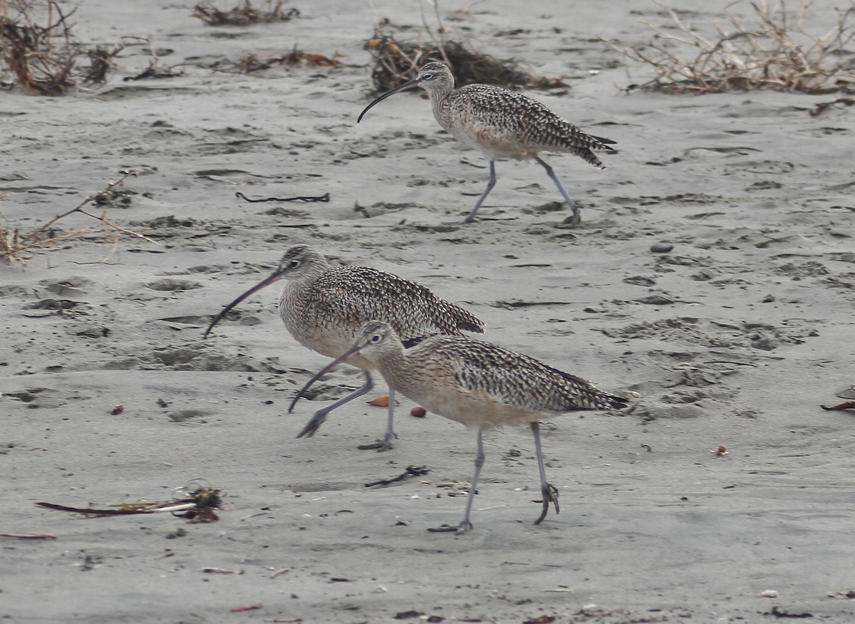 Long-billed Curlew - Mark Hays