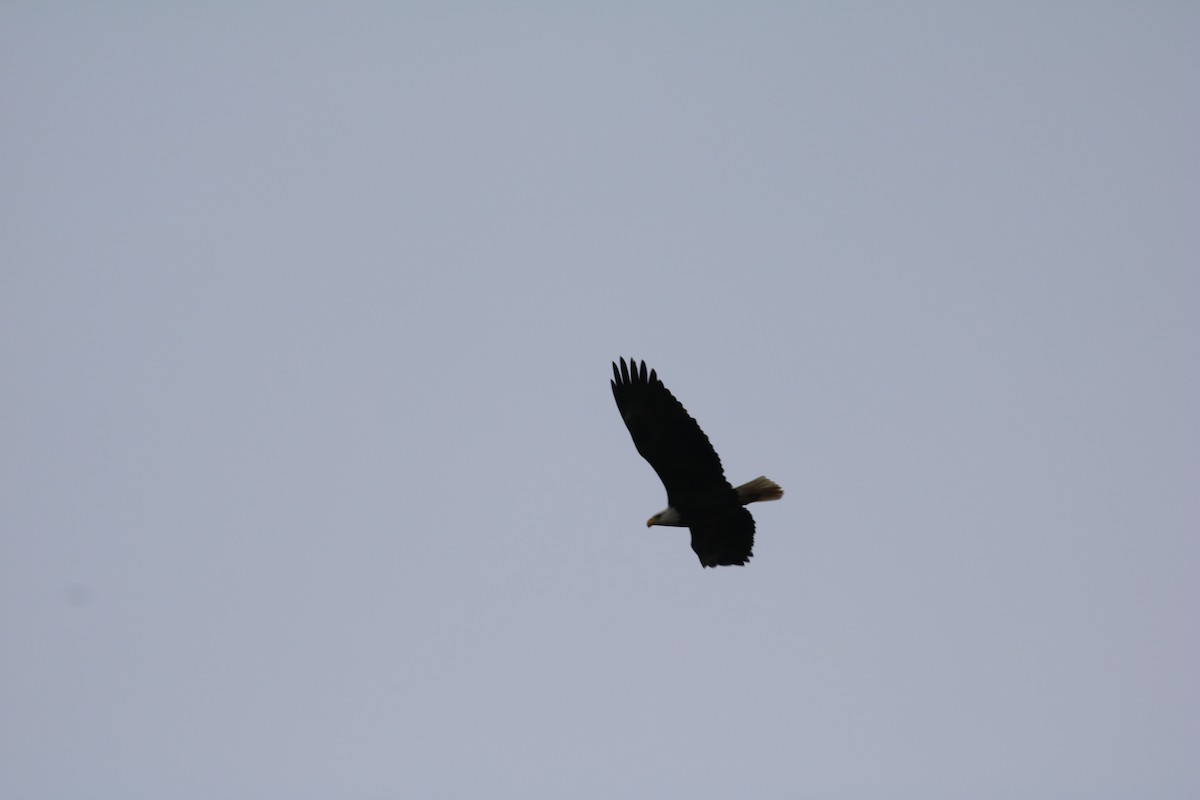 Bald Eagle - ML129169201