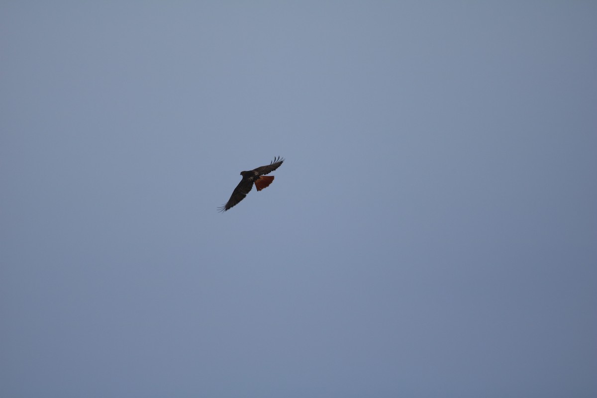 Red-tailed Hawk - ML129169331