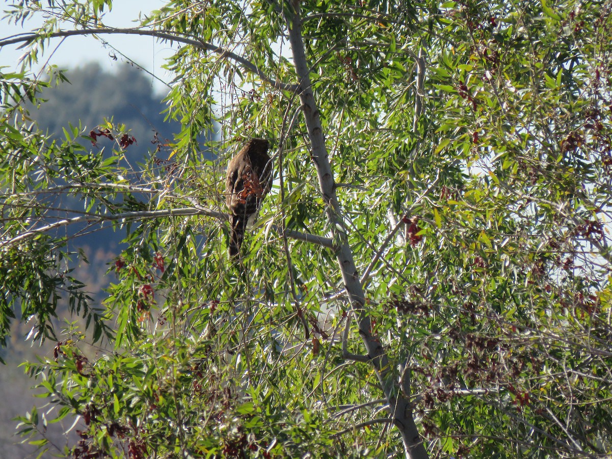 Red-shouldered Hawk - Ed Stonick