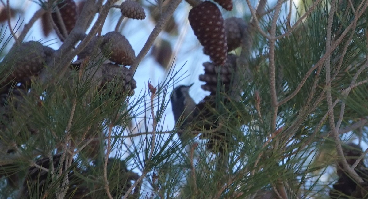 Red-breasted Nuthatch - ML129171671
