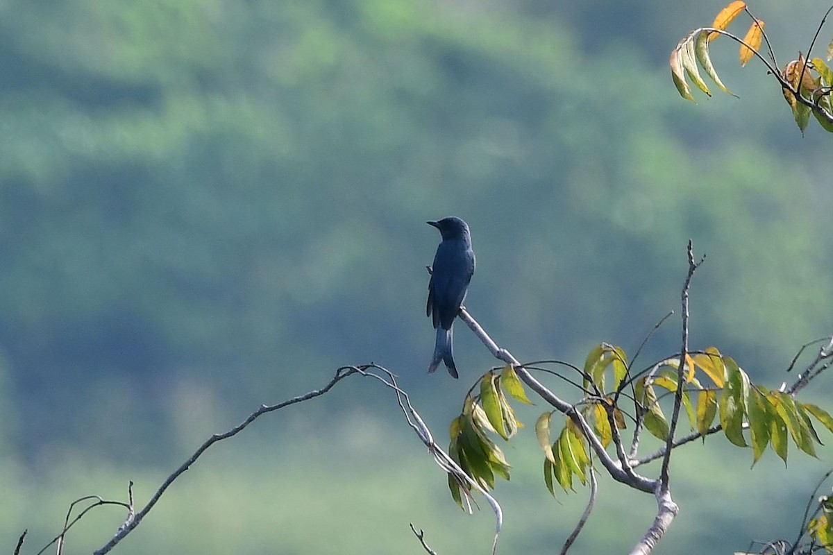 Black Drongo - ML129171861