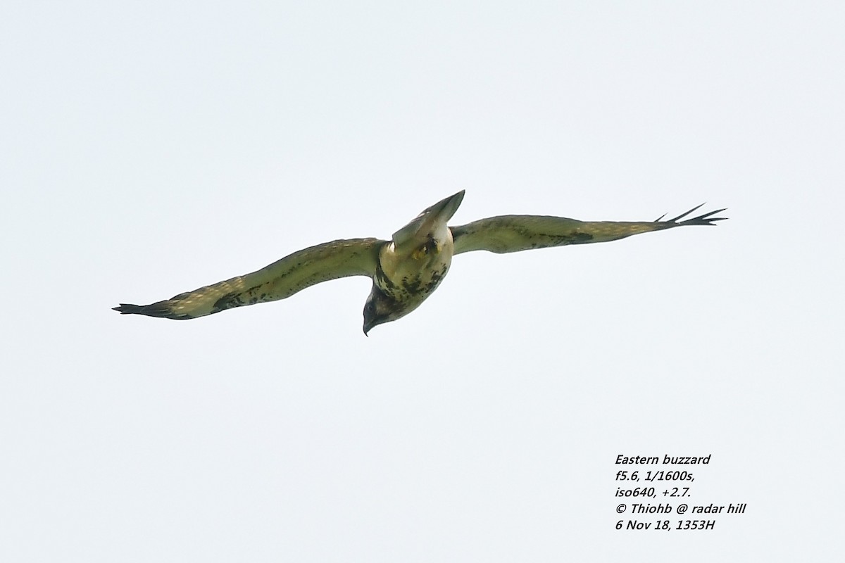 Himalayan/Eastern Buzzard - ML129172371