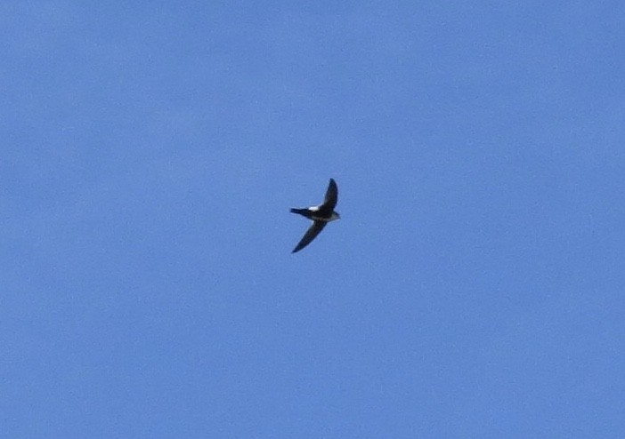 White-throated Swift - ML129172851