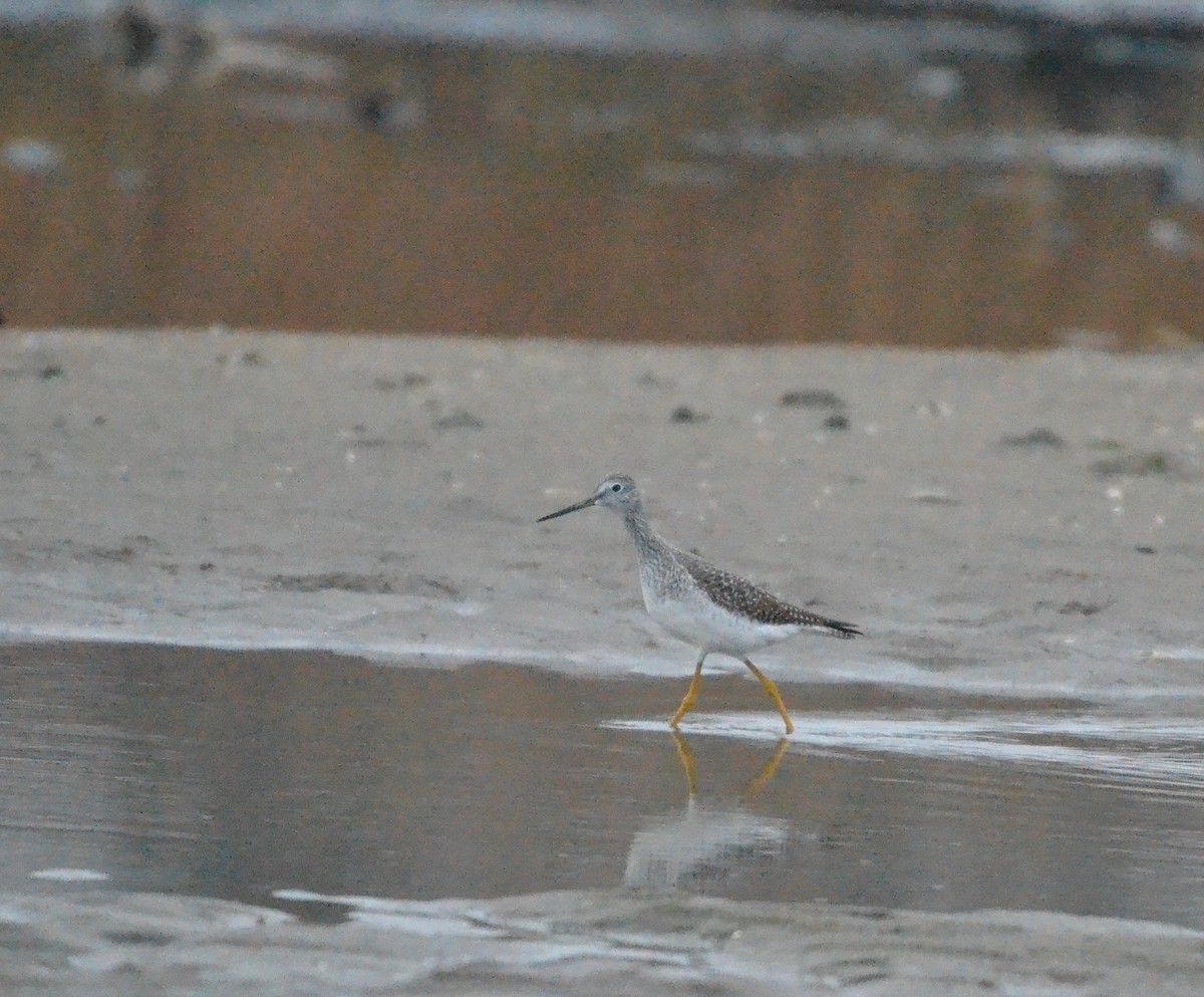 Greater Yellowlegs - ML129172881