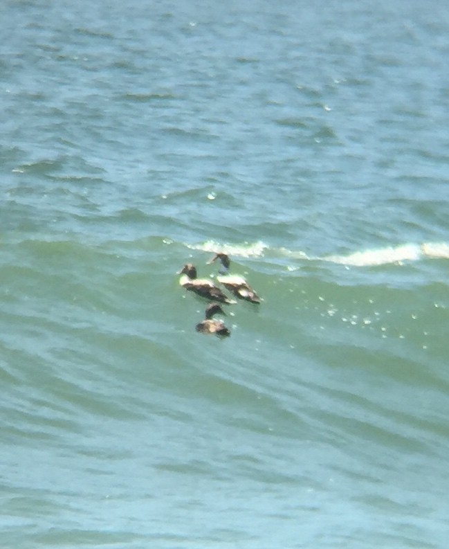 Common Eider - ML129175361