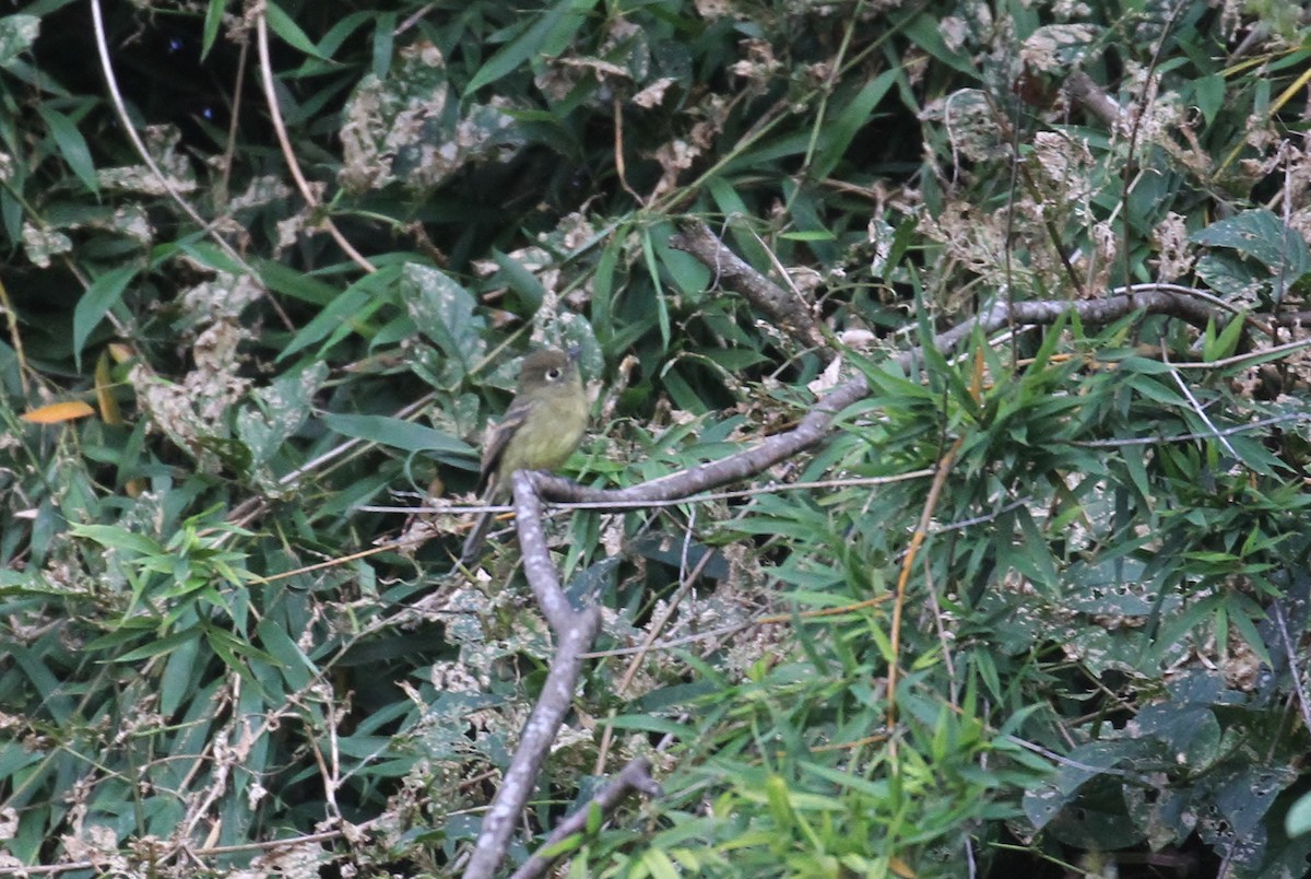 Western Flycatcher (Cordilleran) - ML129176281