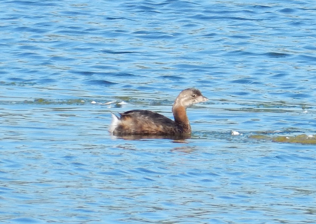 Pied-billed Grebe - ML129176851