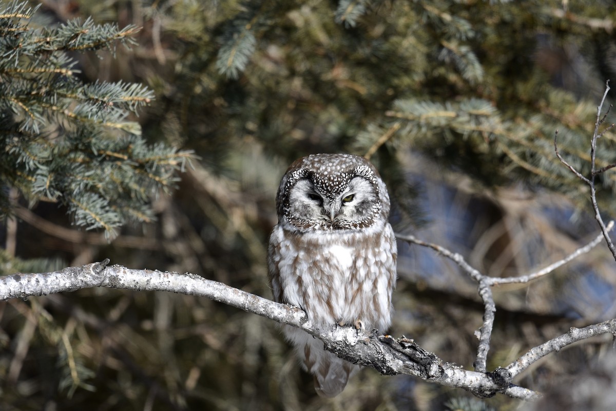 Boreal Owl - ML129176861