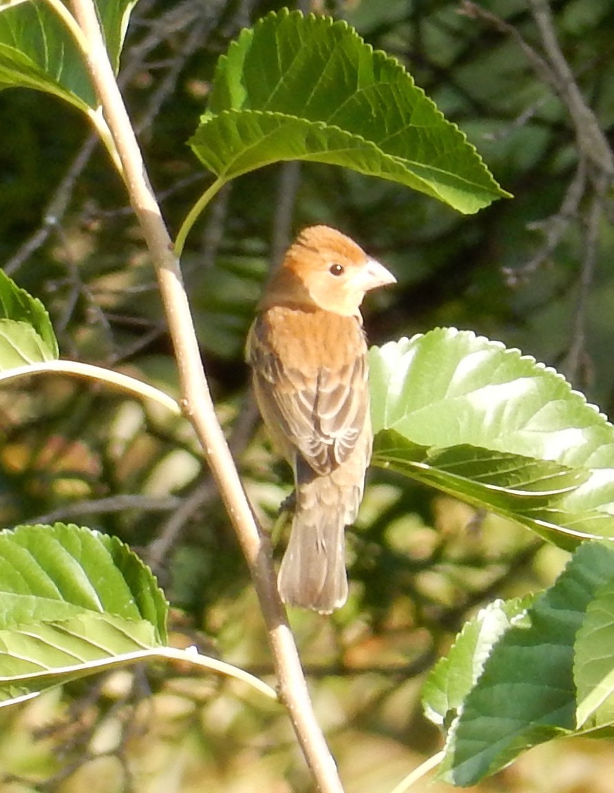 Blue Grosbeak - Peter Paul