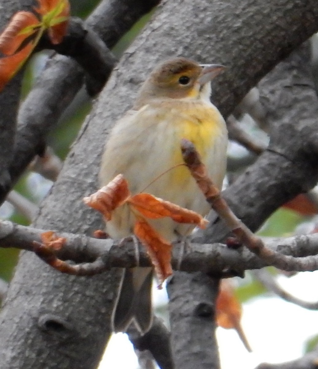 Dickcissel - ML129177141