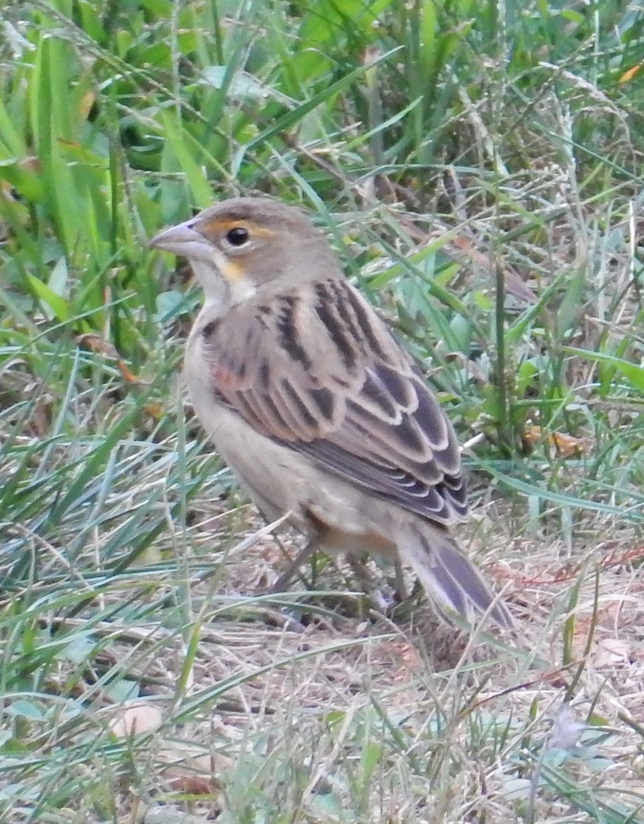 Dickcissel - ML129177151
