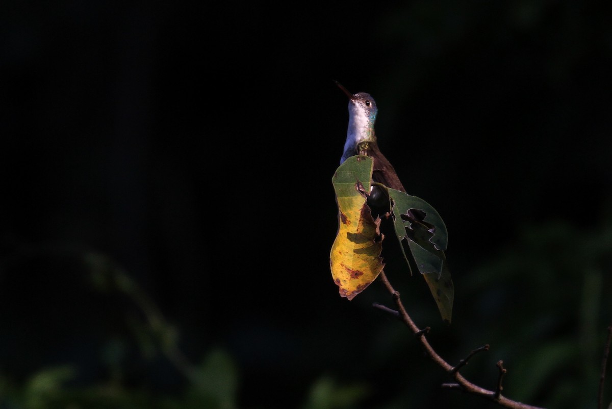 Amazilia Coroniazul (cyanocephala) - ML129177331