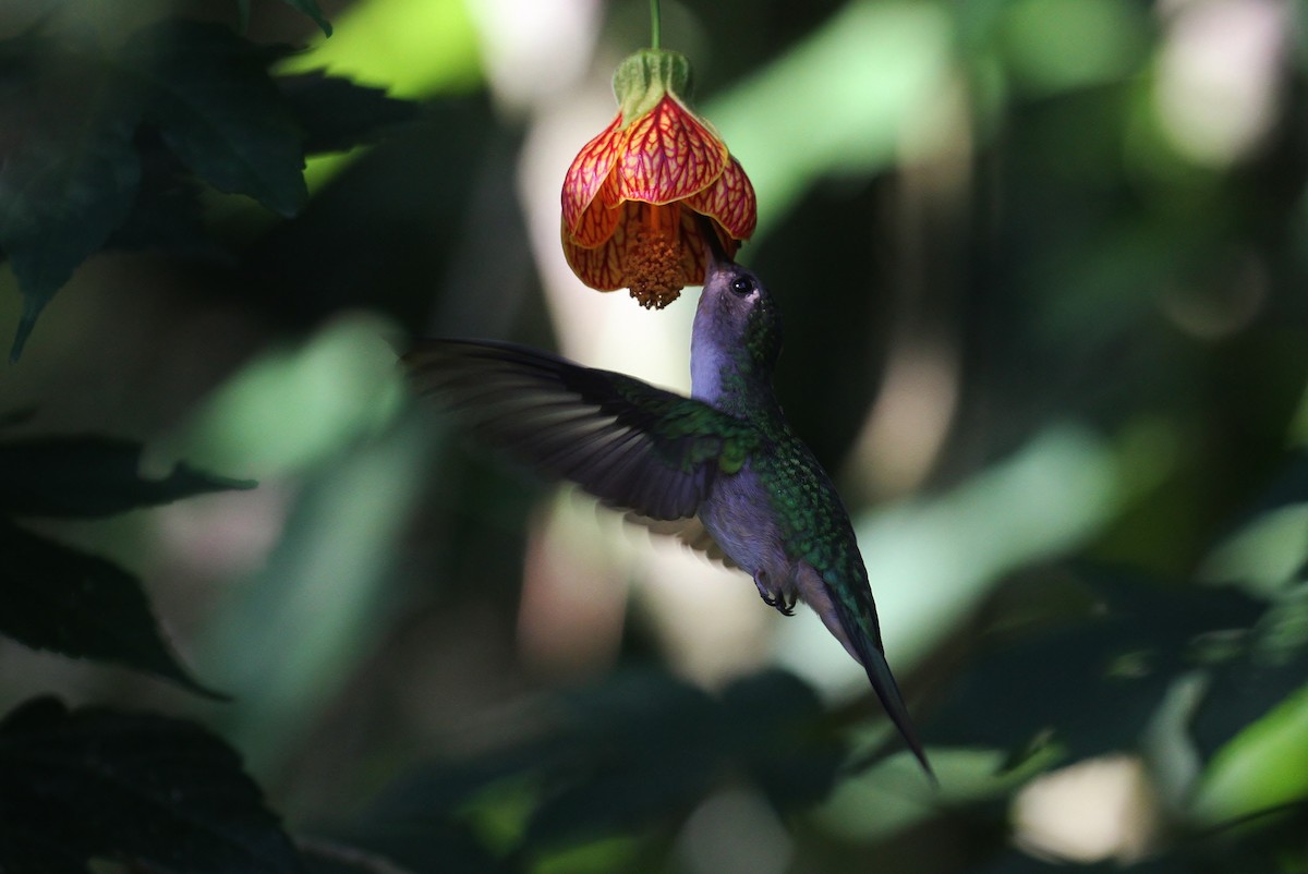 Colibrí Ruiseñor (curvipennis) - ML129177371