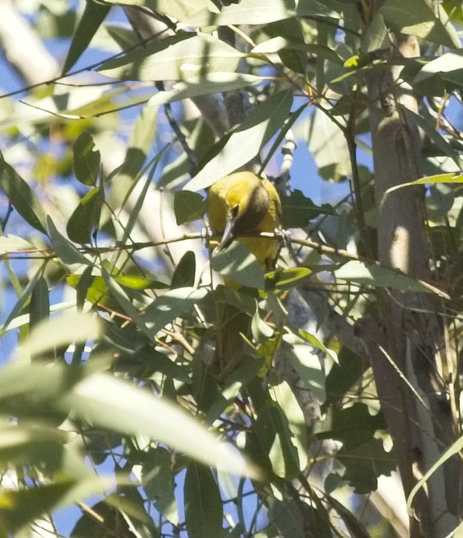 Hooded Oriole - ML129177631