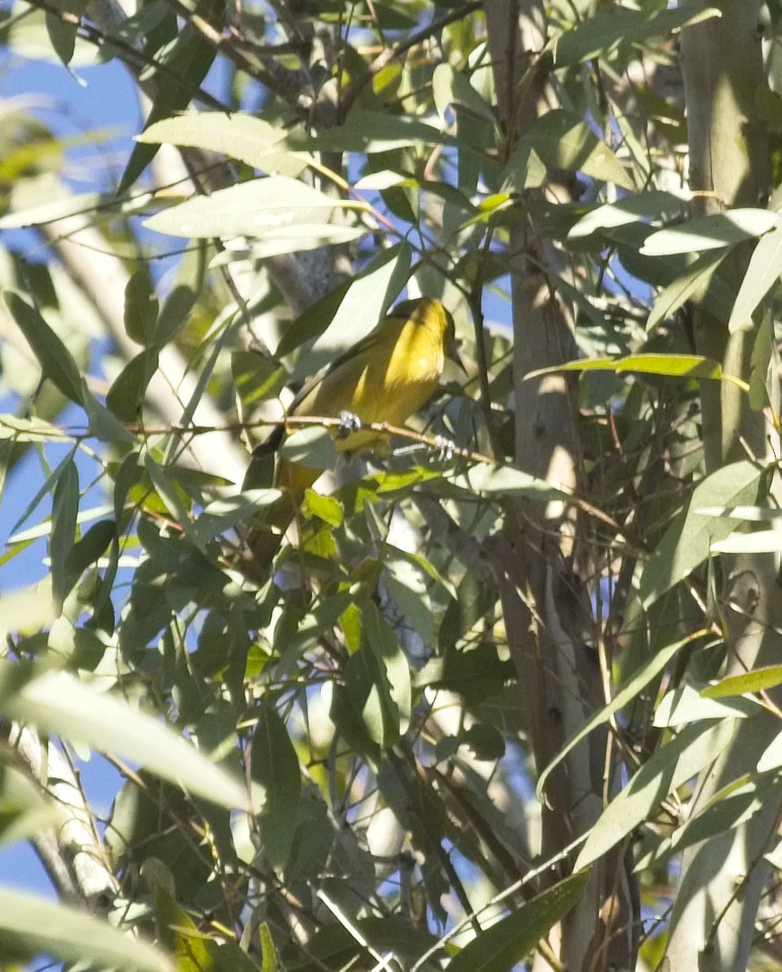 Hooded Oriole - ML129177671