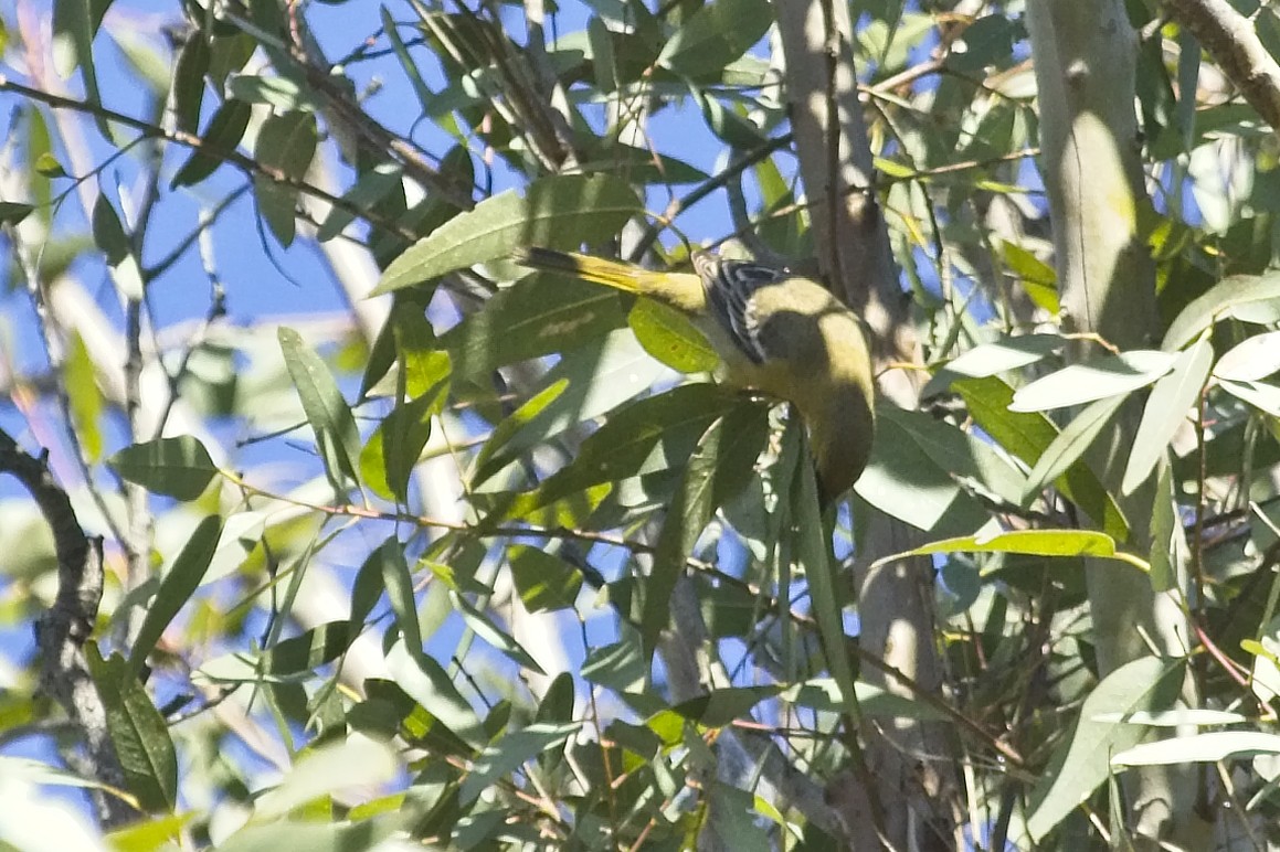 Hooded Oriole - ML129177721