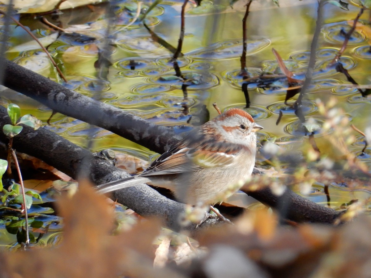 American Tree Sparrow - ML129177931