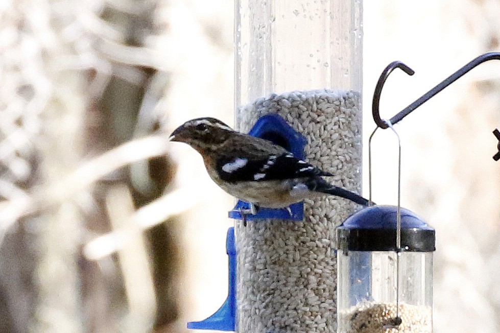 Rose-breasted Grosbeak - ML129177941