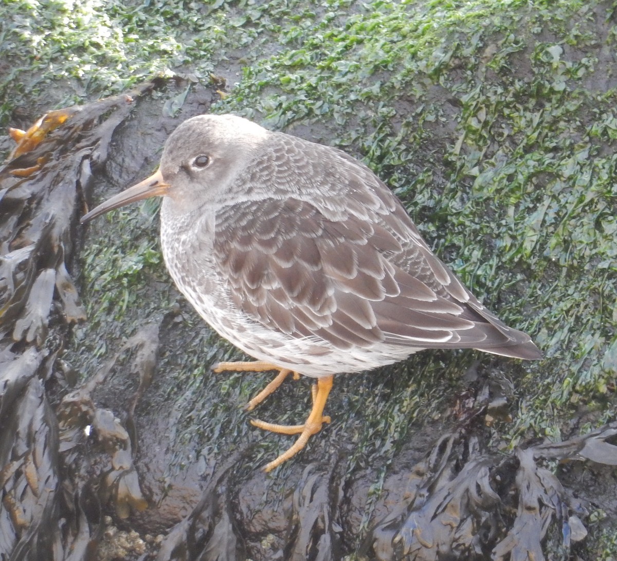 Purple Sandpiper - ML129178111