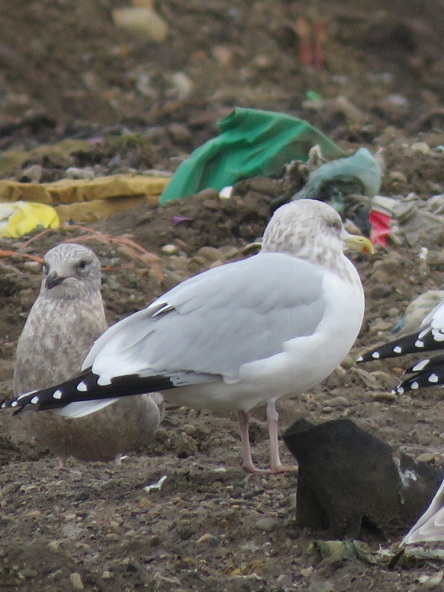 Herring Gull - Martha Burchat