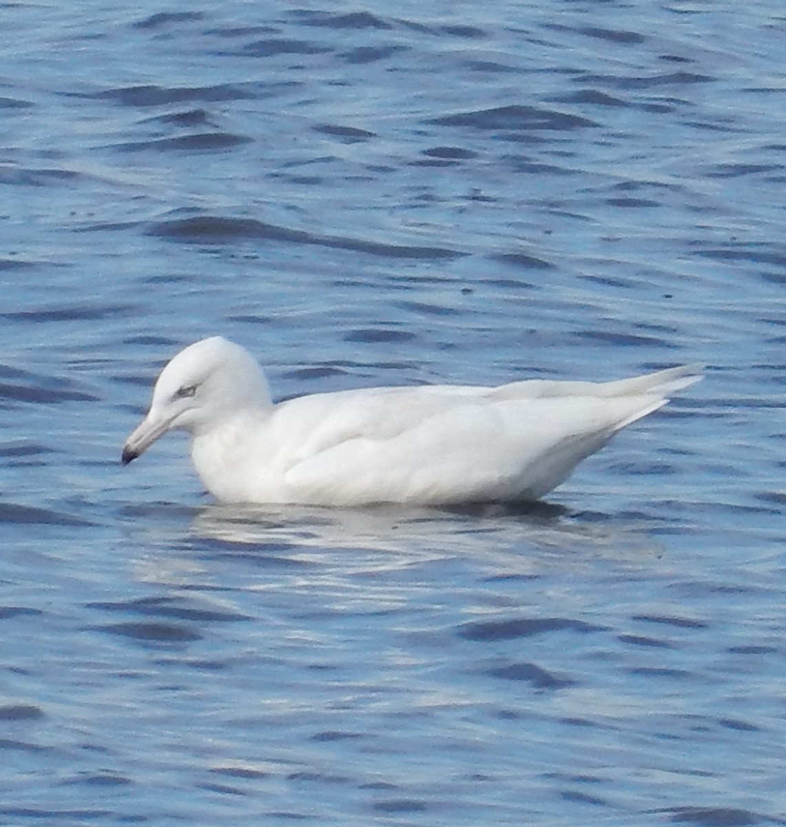 Glaucous Gull - ML129178251