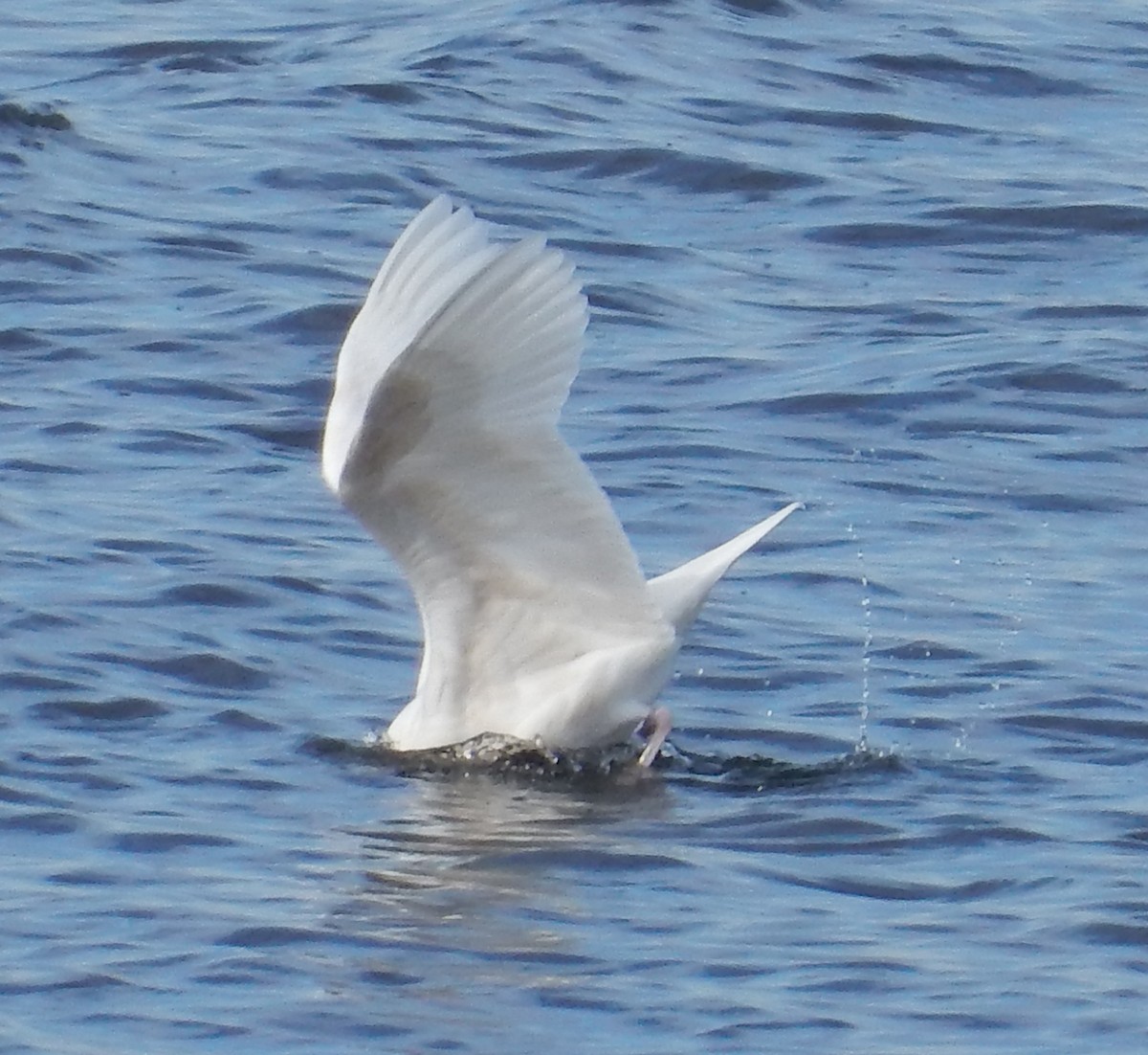 Glaucous Gull - ML129178271