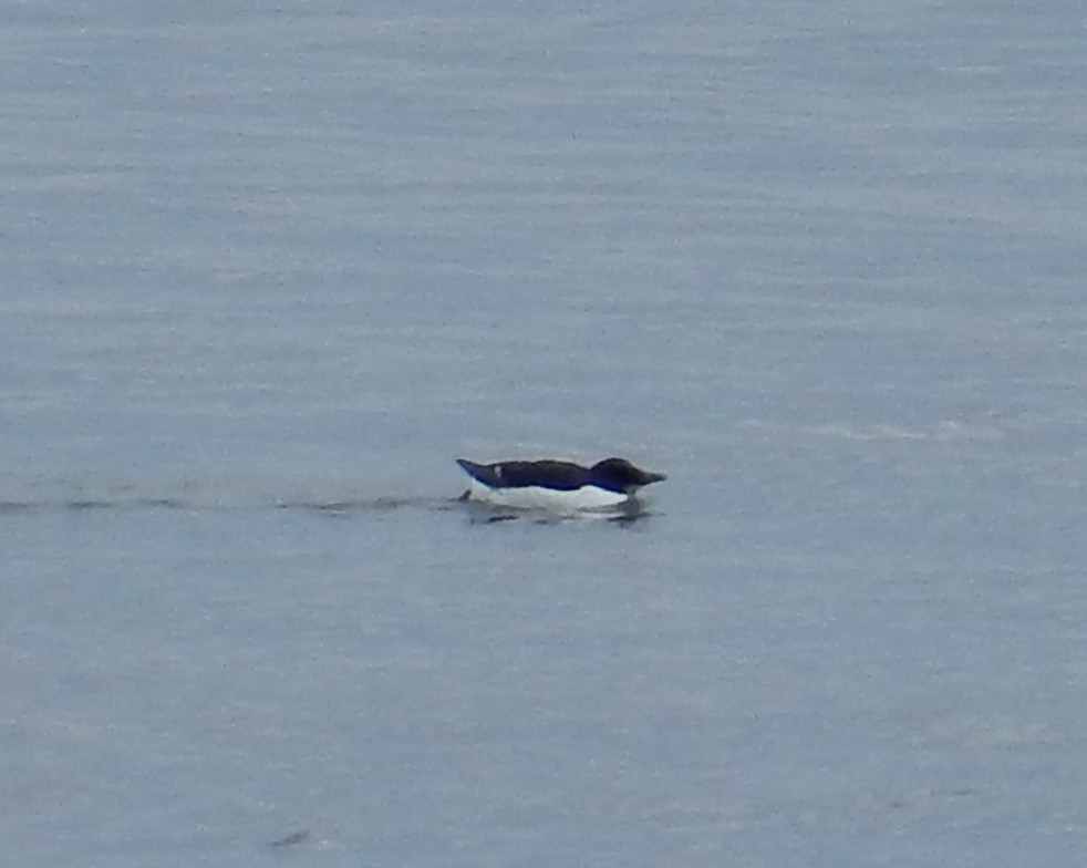 Thick-billed Murre - ML129178681