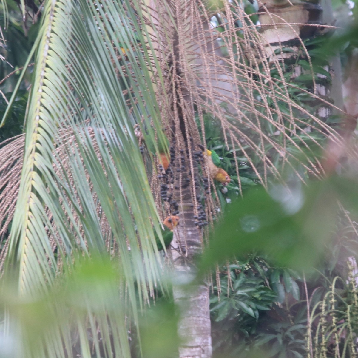 White-bellied Parrot (Black-legged) - ML129178911