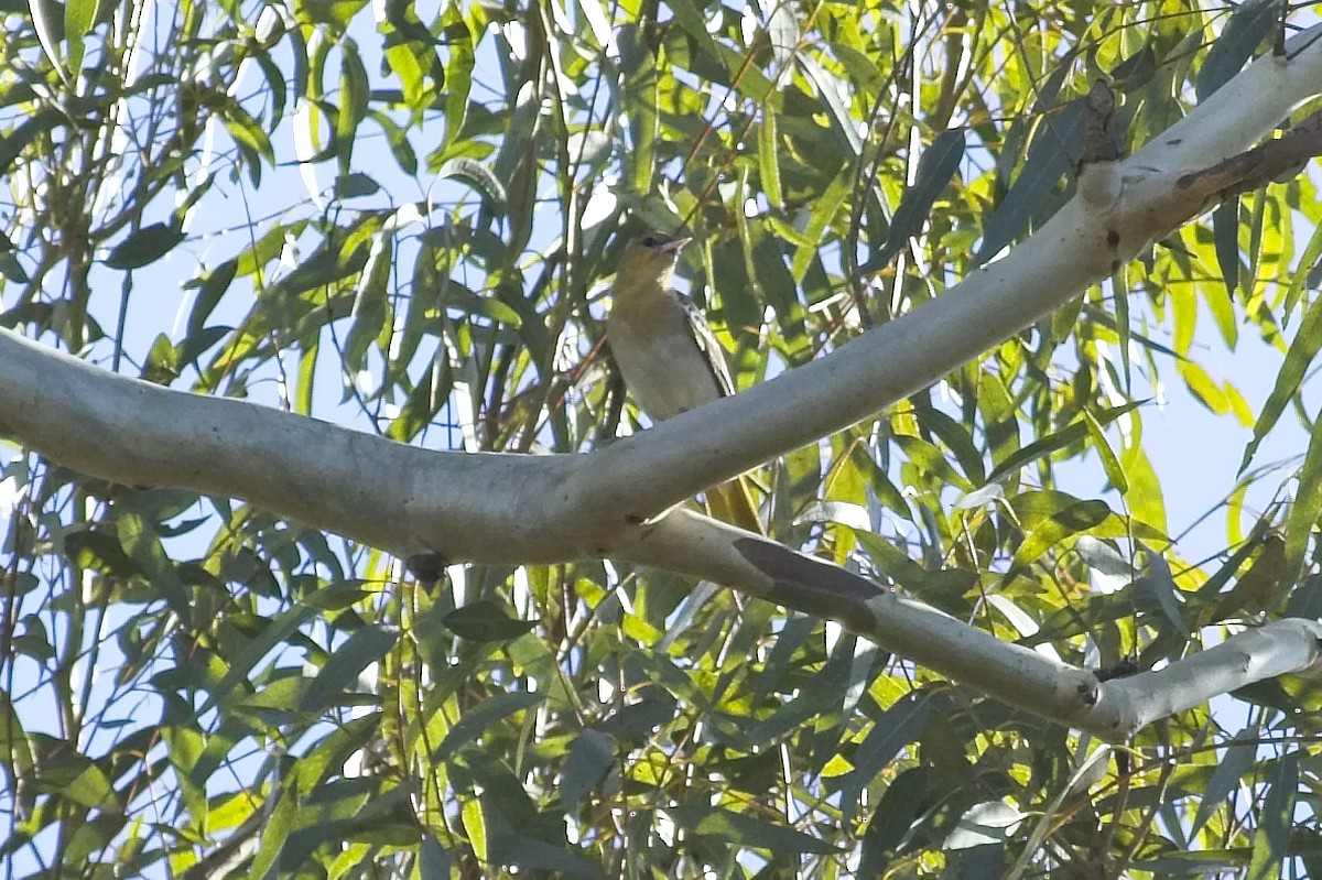 Bullock's Oriole - ML129179111