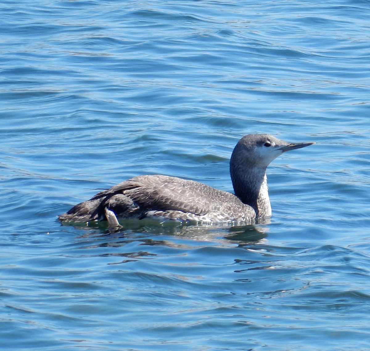 Red-throated Loon - ML129179551