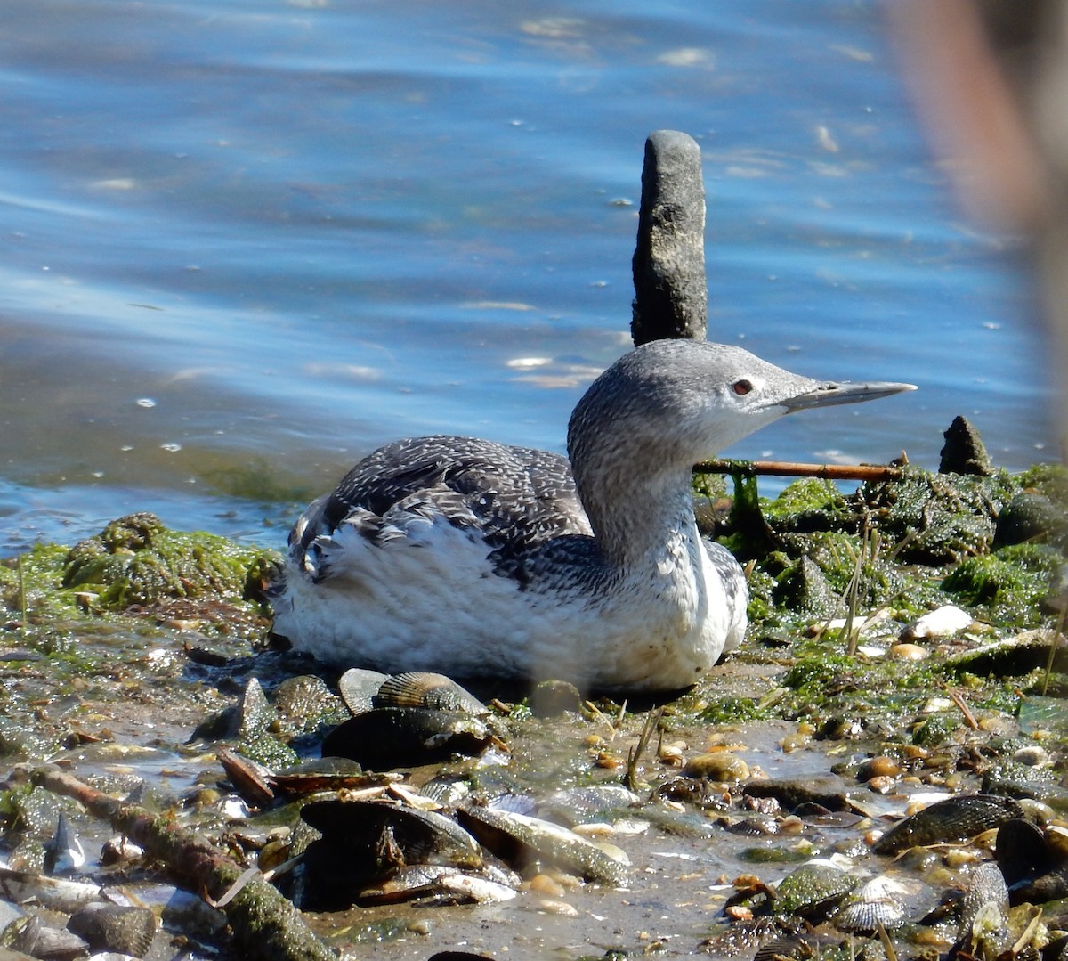 Red-throated Loon - ML129179561