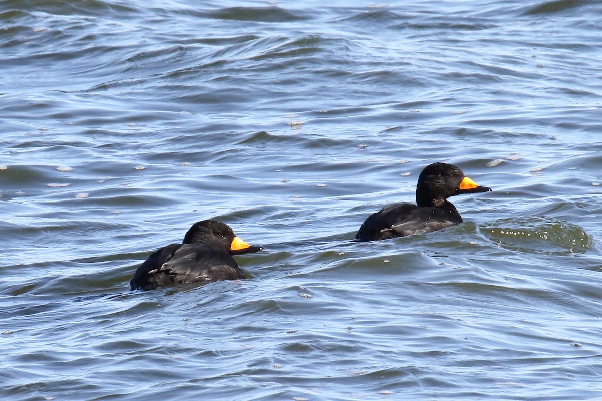 Black Scoter - Eric Carpenter