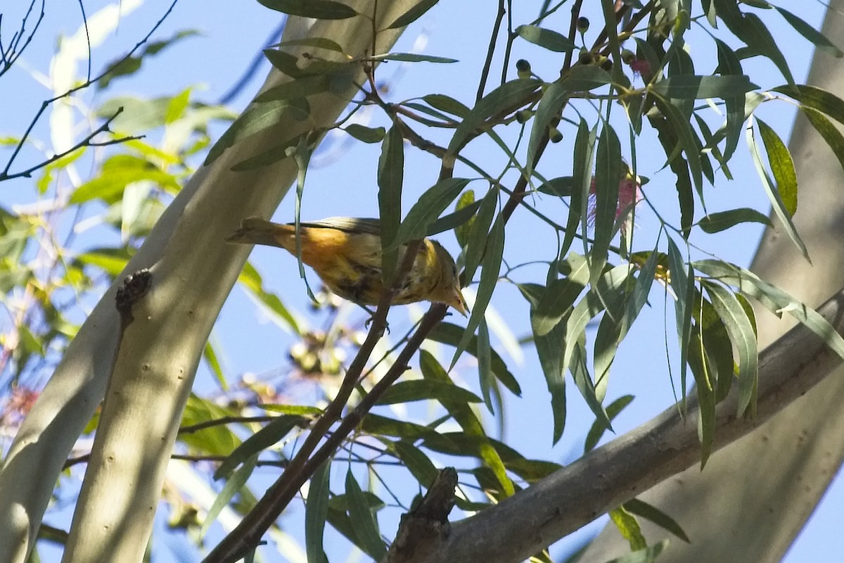 Summer Tanager - Christopher Adler