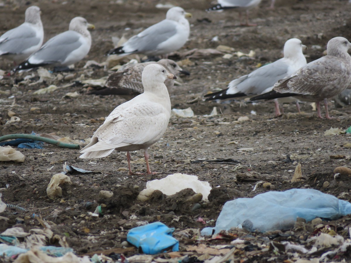 Glaucous Gull - ML129180121