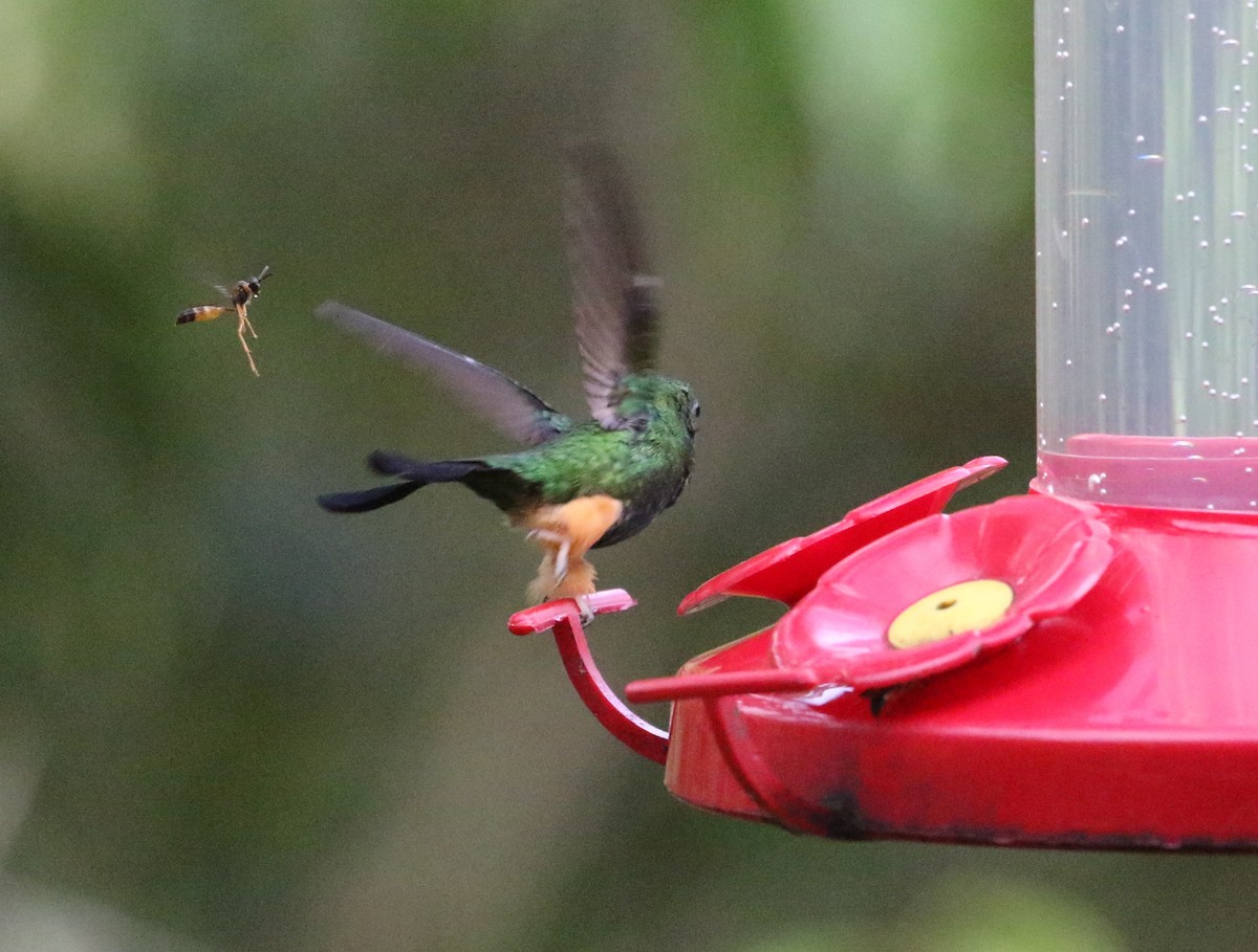 Peruvian Racket-tail - Carol Ortenzio