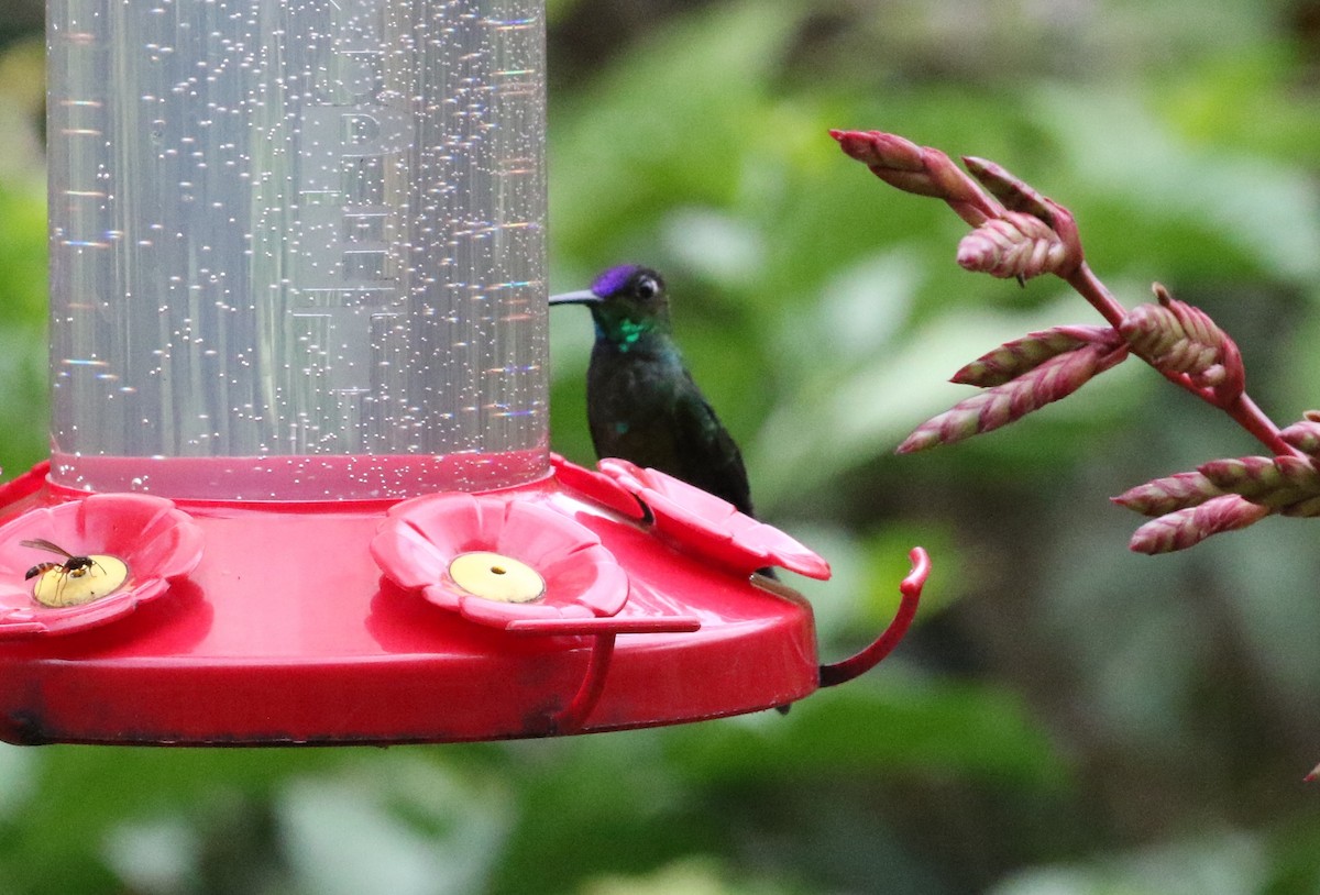 Violet-fronted Brilliant - Carol Ortenzio