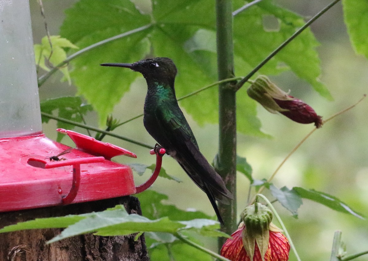 Violet-fronted Brilliant - Carol Ortenzio