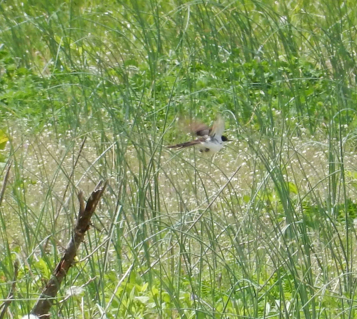 Fork-tailed Flycatcher - ML129180571