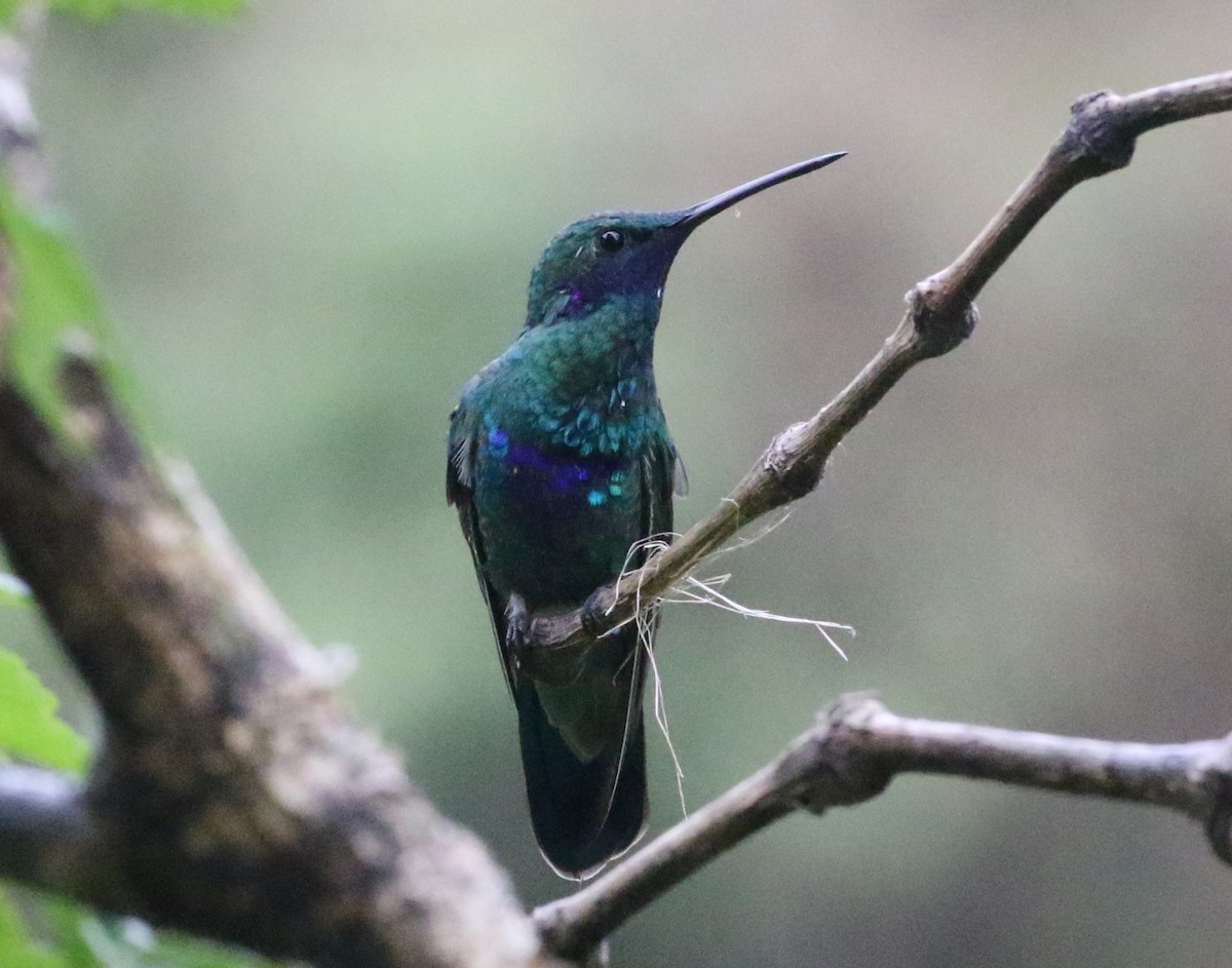 Colibrí Rutilante - ML129180701