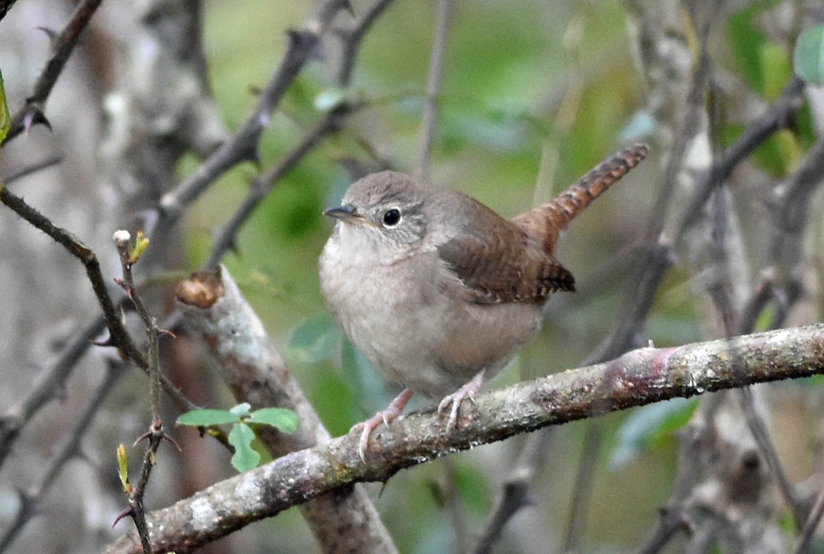 House Wren - ML129181211