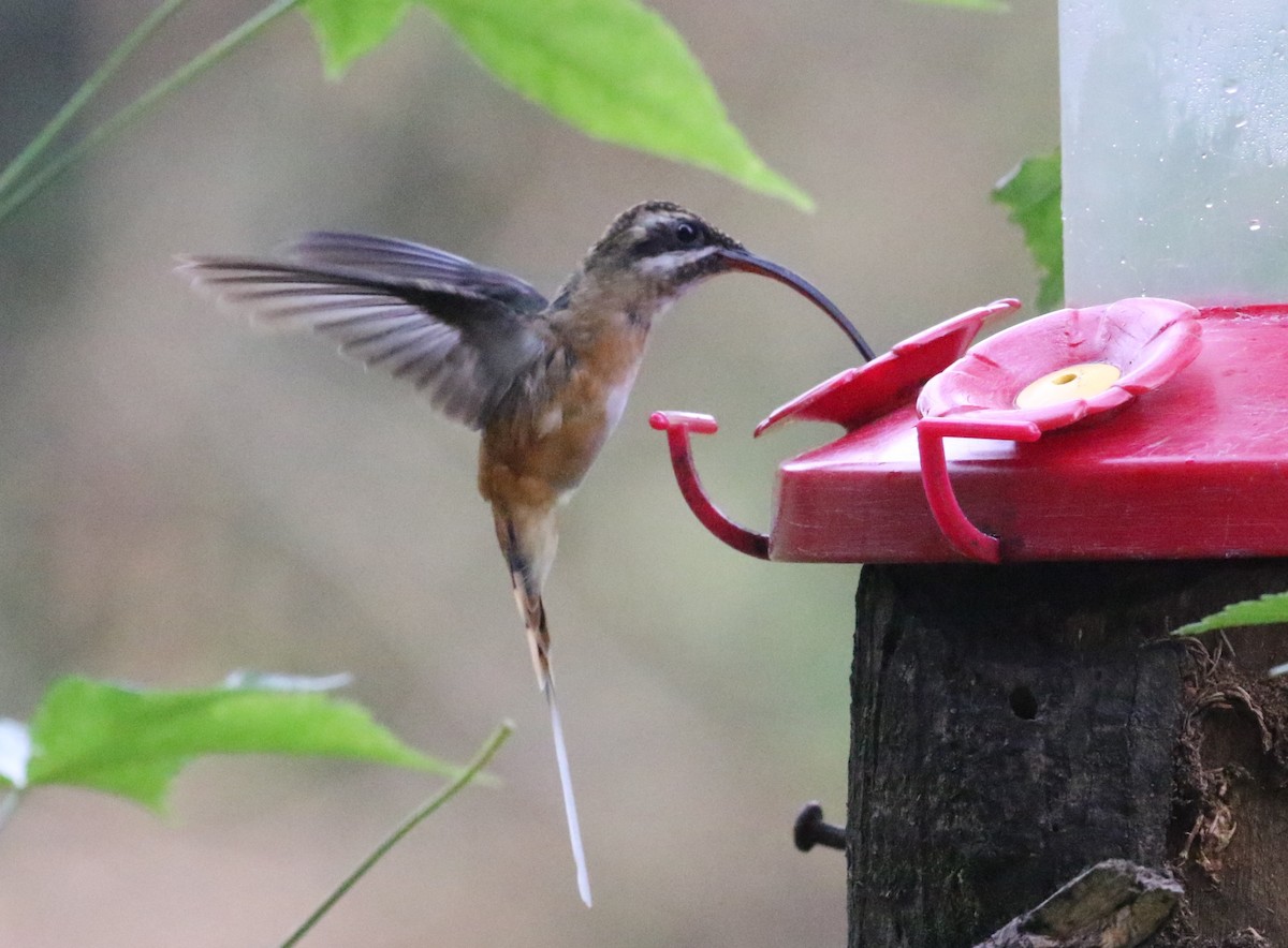 Tawny-bellied Hermit - Carol Ortenzio