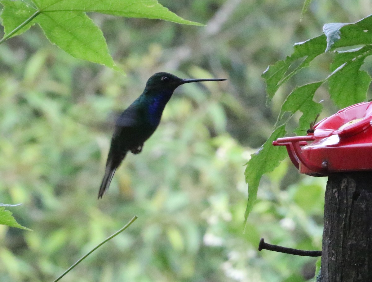 Green-backed Hillstar - Carol Ortenzio