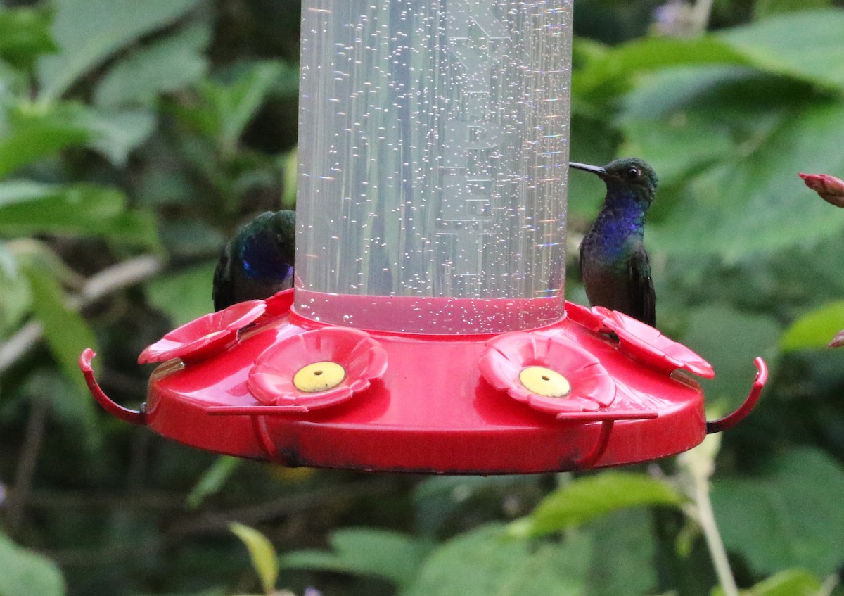 Green-backed Hillstar - ML129182041