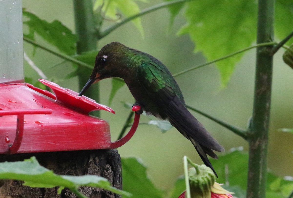 kolibřík zelenohřbetý - ML129182061