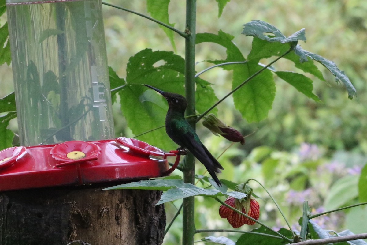 kolibřík zelenohřbetý - ML129182111